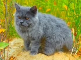 Persian Odd Eyes: The Rare Gems of Unique Blue Cattery